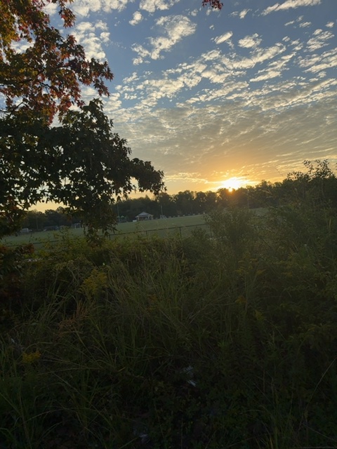 The sun clear of the horizon, rays spreading across a blue sky