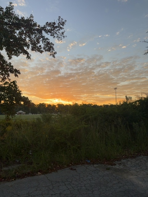 The sun's disc appearing through a notch in the tree line