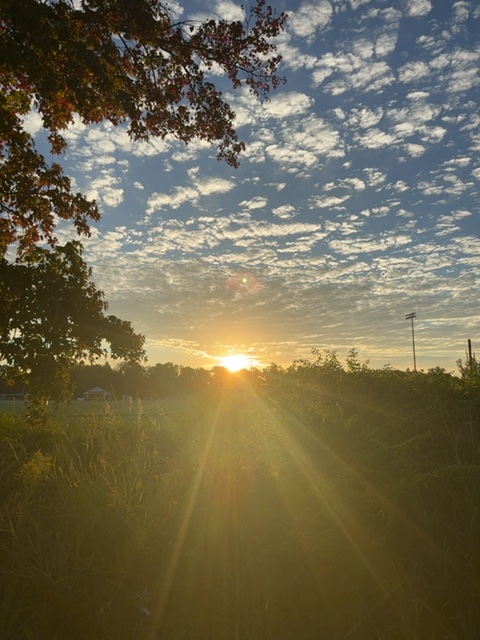 Full sunrise rays fanning through the brush over the field
