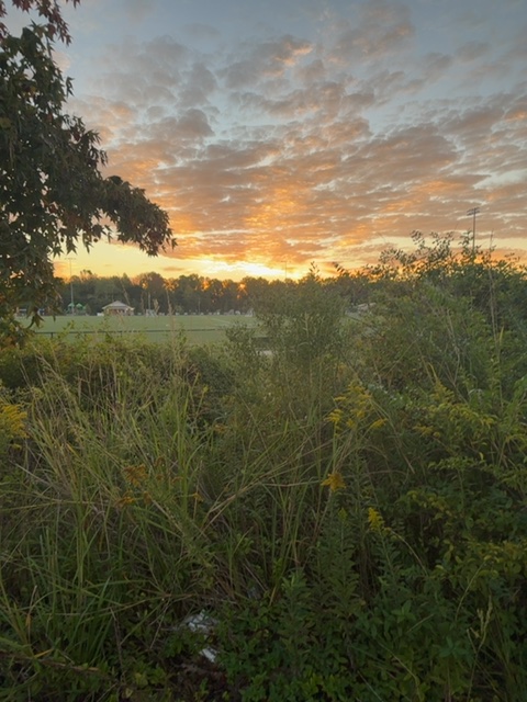 Golden light gathering in the brush and grass before the sun appears